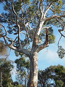 Eucalyptus leucoxylon ssp. leucoxylon p Denzel Murfet Currency Creek